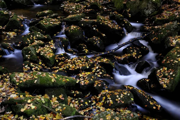 Arroyo Piedras Musgosas Hojas Otoño Altschoenau Bosque Baviera Baviera Alemania — Foto de Stock