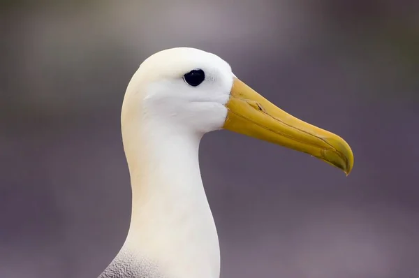 Albatros Veya Galpagos Albatros Diomedea Irrorata Salladı Genovesa Adası — Stok fotoğraf