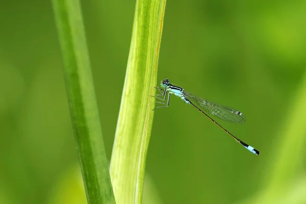 Kıt Mavi Kuyruklu Kızböcekleri Mavi Pumilio — Stok fotoğraf