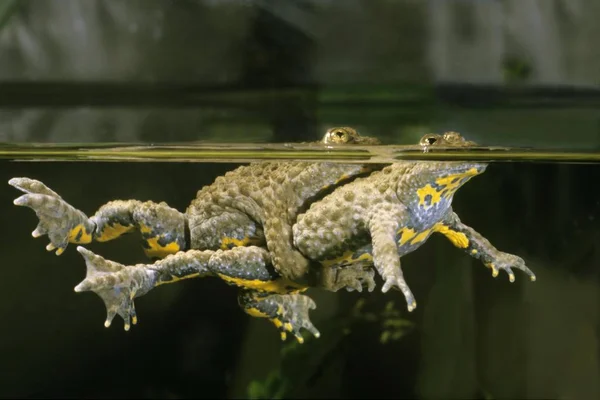 Yellow Bellied Toad Bombina Variegata Side View Pair Water — Stock Photo, Image