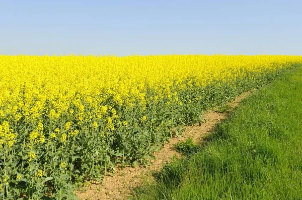 Campo Fiorito Stupro — Foto Stock