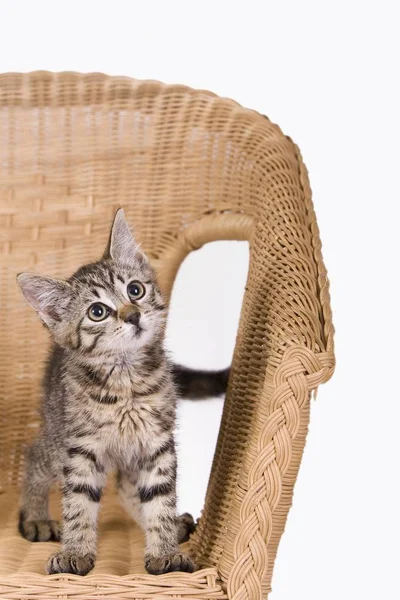 Kitten Stoel Opzoeken — Stockfoto