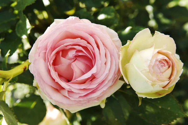 Два Цвітіння Троянд Rosa — стокове фото
