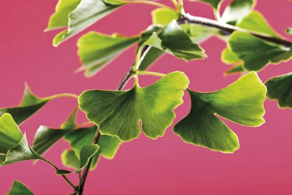 Ginkgo Biloba Gröna Löv Isolerade Rosa Bakgrund — Stockfoto