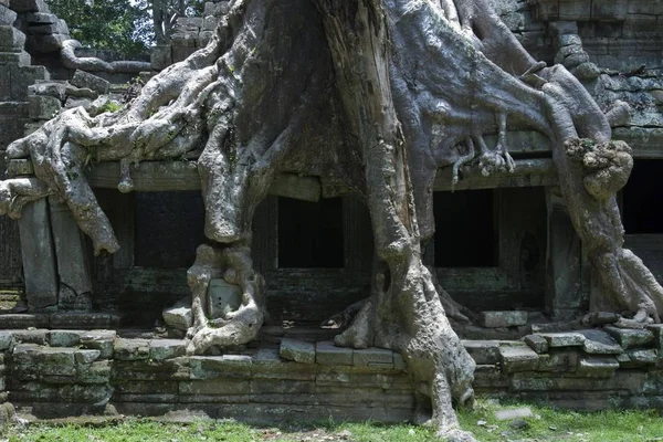 Baumwurzeln Auf Dem Preah Khan Tempel Siem Ernten Kambodscha Südostasien — Stockfoto