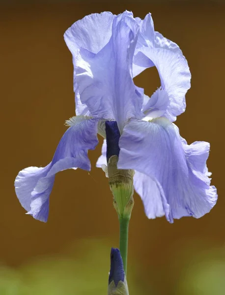 Iris Alemán Flor Púrpura Iris Germanica —  Fotos de Stock