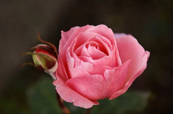 Primer Plano Flor Rose Bloom —  Fotos de Stock