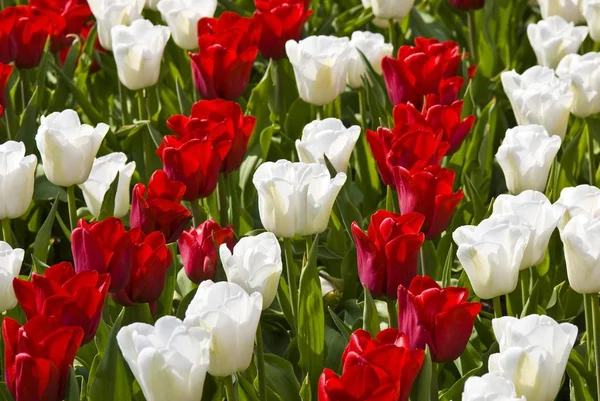 Campo de tulipas coloridas, Keukenhof — Fotografia de Stock