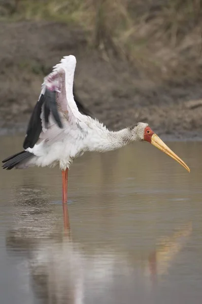 Yellow Billed Stork Mycteria Ibis Parque Nacional Masai Mara Quénia — Fotografia de Stock