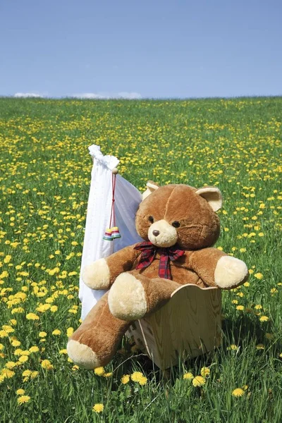 Teddybär Sitzt Einer Wiege Grüne Wiese Sommer — Stockfoto