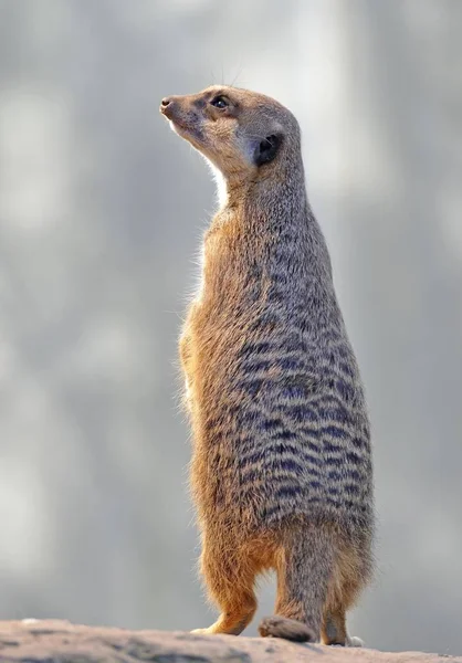 屋外で立ってミーアキャット ミーアキャット属の動物 — ストック写真