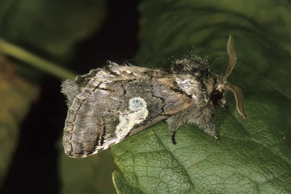 Närbild Figur Åtta Diloba Caeruleocephala — Stockfoto