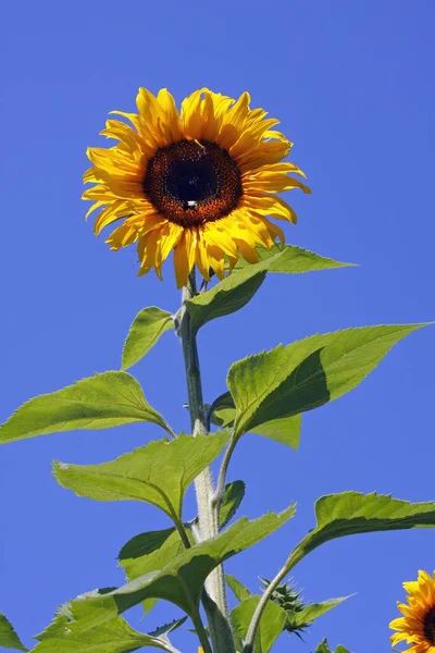 Žlutá Společné Slunečnice Helianthus Annuus Květ — Stock fotografie