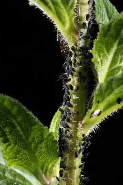 Mszyce Aphidoidea Świeżutkiego Przez Mrówki Formidicae — Zdjęcie stockowe