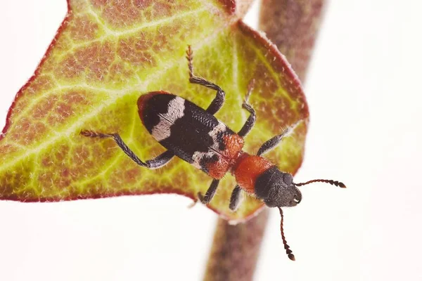 Primer Plano Ant Beetle Thanasimus Formicarius —  Fotos de Stock