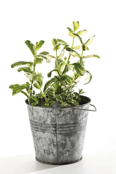 Green Leaves Ginger Mint Mentha Gentilis Variegata Small Zinc Bucket — Stock Photo, Image