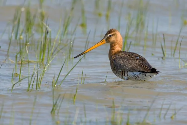 Черный Хвост Птички Пруду Limosa Limosa — стоковое фото