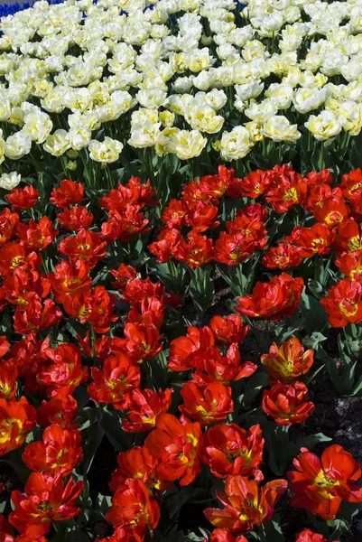 Gebied van kleurrijke tulpen, Keukenhof — Stockfoto