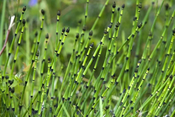 Варениковая Лошадь Equisetum Varchagatum Хийумаа — стоковое фото