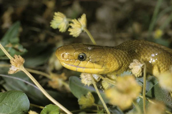 Perto de Aesculapian Snake — Fotografia de Stock