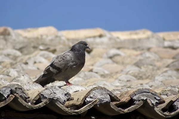 Pigeon Sur Toit — Photo