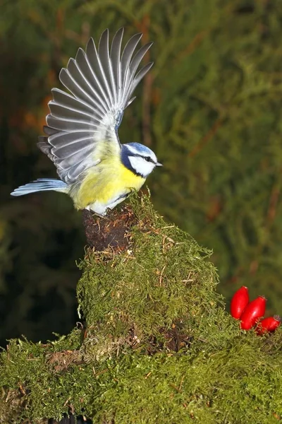 Pájaro volando a piedra verde musgosa —  Fotos de Stock