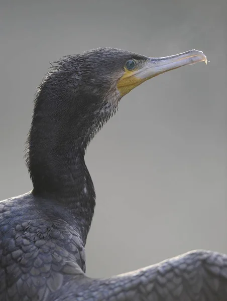 Corvo Marinho Phalacrocorax Carbo Bird — Fotografia de Stock