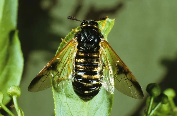 Cluhorned Sawfly Abia Sericea Yakın Cephidae Aile — Stok fotoğraf