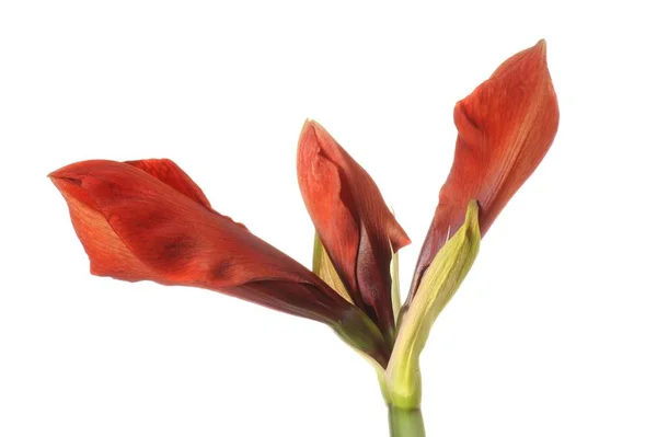 Merah Tropical Amaryllis Bunga Hippeastrum — Stok Foto