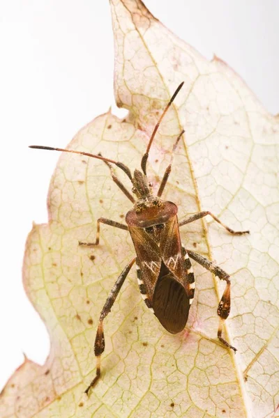 Western Conifer Seed Bug Leptoglossus Occidentalis Uma Folha Outono — Fotografia de Stock