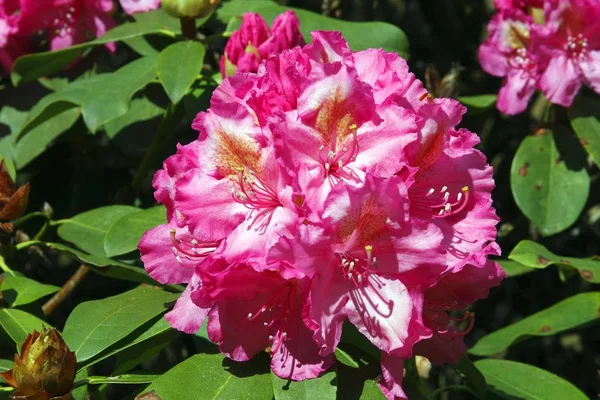 咲くシャクナゲ ハイブリッド ルビンシュタインの花 シャクナゲの品種イダ ルビンシュタイン — ストック写真