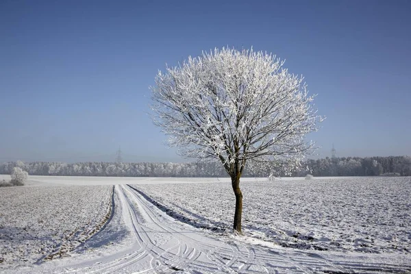 Árvore única coberta com neve de geada — Fotografia de Stock