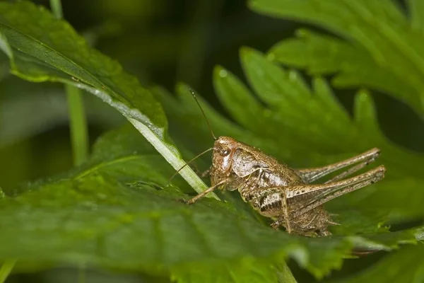 Primer Plano Dark Bush Cricket Pholidoptera Griseoaptera —  Fotos de Stock