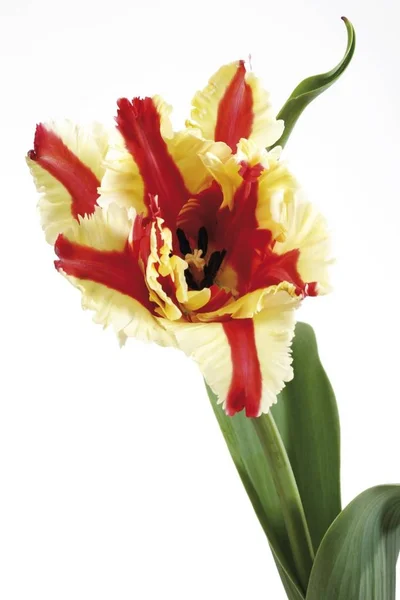 Bir Tek Tulip Çiçek Kırmızı Orage Sarı Tulipa Beyaz Izole — Stok fotoğraf