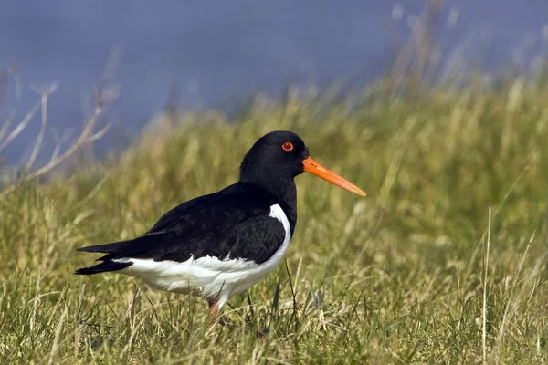 Euraziatische Scholekster Haematopus Ostralegus Vogel — Stockfoto