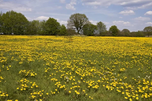 Dandelion meadow (Taraxacum officinale), Schleswig-Holstein, Germany, Europe