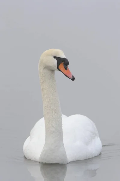 Bellissimo uccello cigno muto — Foto Stock