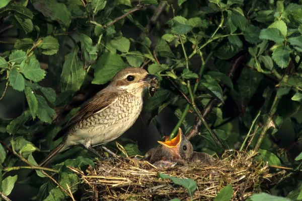 红背劳伯劳 Collurio 鸟在巢上喂养幼鸟 — 图库照片