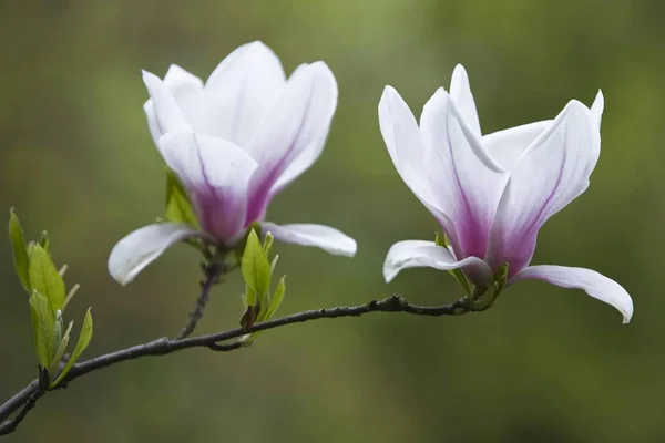 Magnolia Florece Flores Rama —  Fotos de Stock