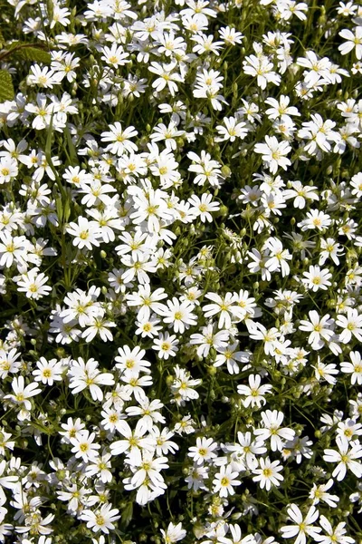 Flowering Greater Stitchwort Stellaria Holostea Schleswig Holstein Germany Europe — Stock Photo, Image