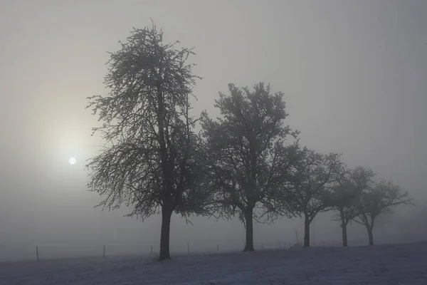 Bäume mit Sonne und Nebel — Stockfoto