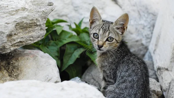 Cute Little Kitten Kot Pobliżu Roślin Skałach — Zdjęcie stockowe