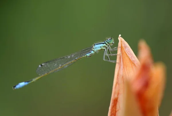 Mavi Kuyruklu Kızböcekleri Mavi Elegans Bir Çiçek Üzerinde — Stok fotoğraf