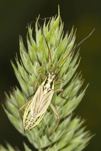 Primer Plano Grass Bug Leptopterna Dolabrata — Foto de Stock