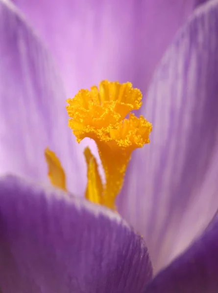 Macro Shot Purple Crocus Flower — Stock Photo, Image