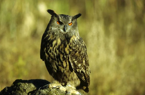 Coruja de águia eurasiana — Fotografia de Stock