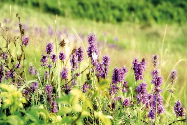 Green Skrzydlaty Bud Morio Storczyków Kwiaty Wiosną — Zdjęcie stockowe