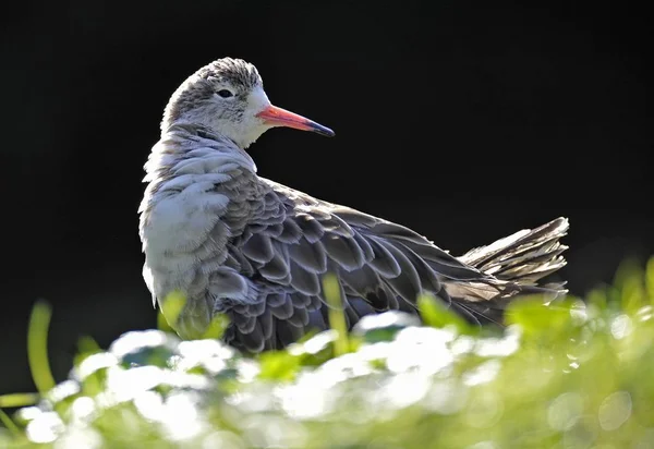 Ruff Philomachus Pugnax Bird — Stock Photo, Image