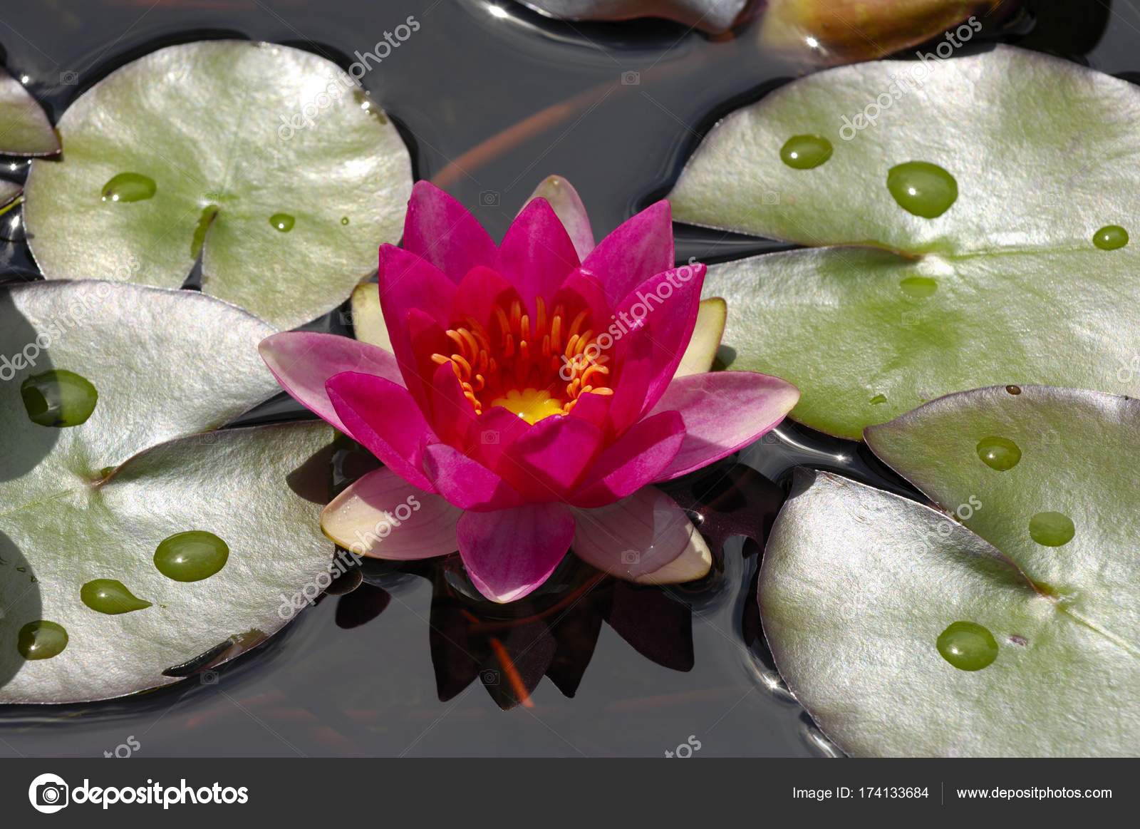 Fleur Nénuphar Nymphaea Fleur étang Photographie