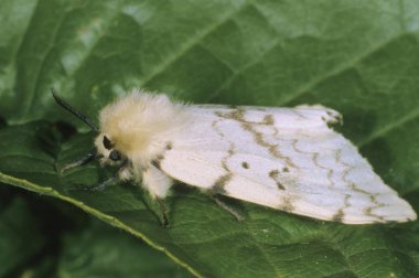 close up of  Gypsy Moth (Lymantria dispar), female clipart